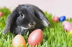 The Real Reason We Celebrate Easter… and It’s NOT About the Bunnies